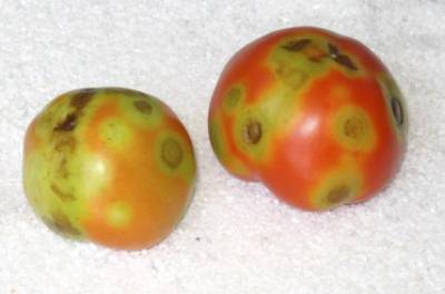 Tomato Stinkbug Damage